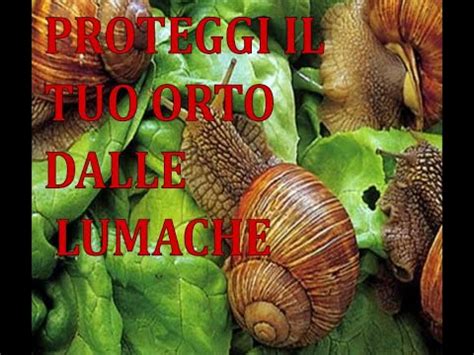 hermes lumache e cavoli|Come proteggere i cavoli e l'insalata dalle lumache: guida pratica.